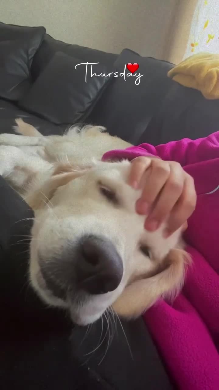 Golden Retriever dogs for sale: Rambo the retriever ❤️ - Video 2