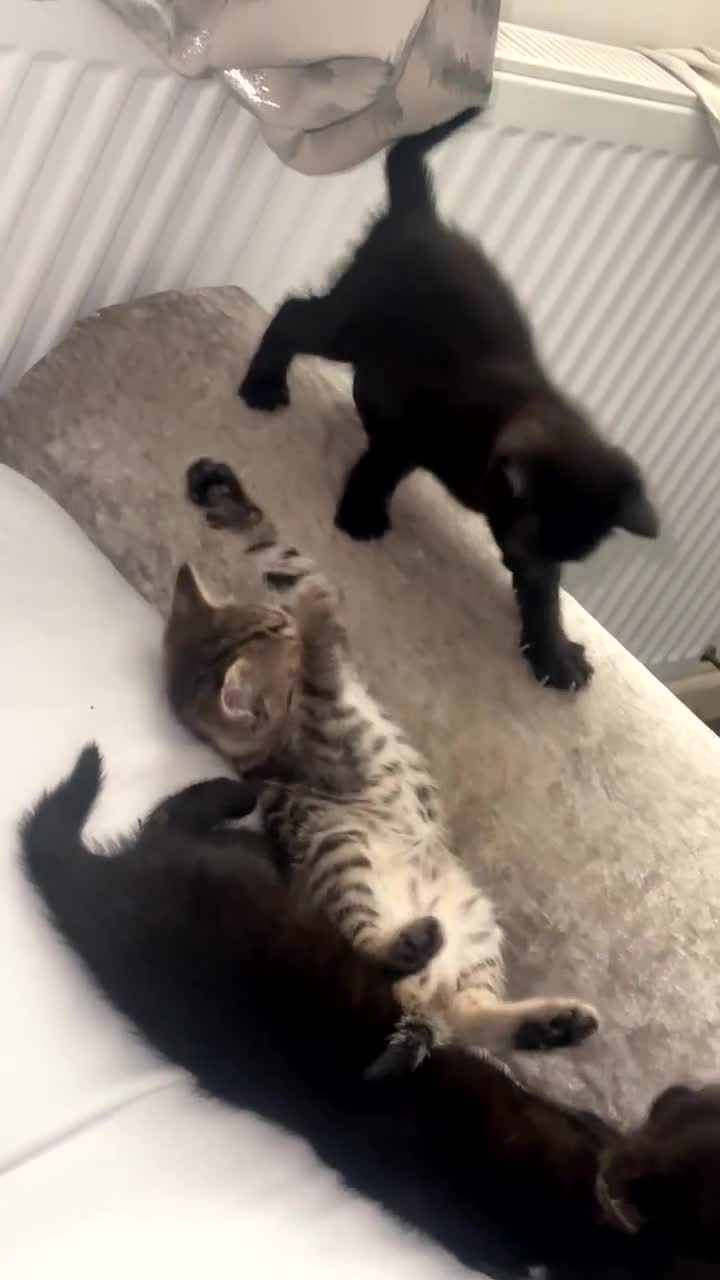 Siamese cats for sale: 4 beautiful Siamese kittens  - Video 1