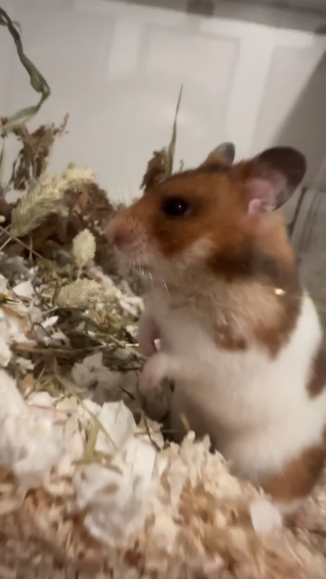 Hamster rodents for sale: Syrian Hamster + Cage – Sweet and Curious Girl - Video 1