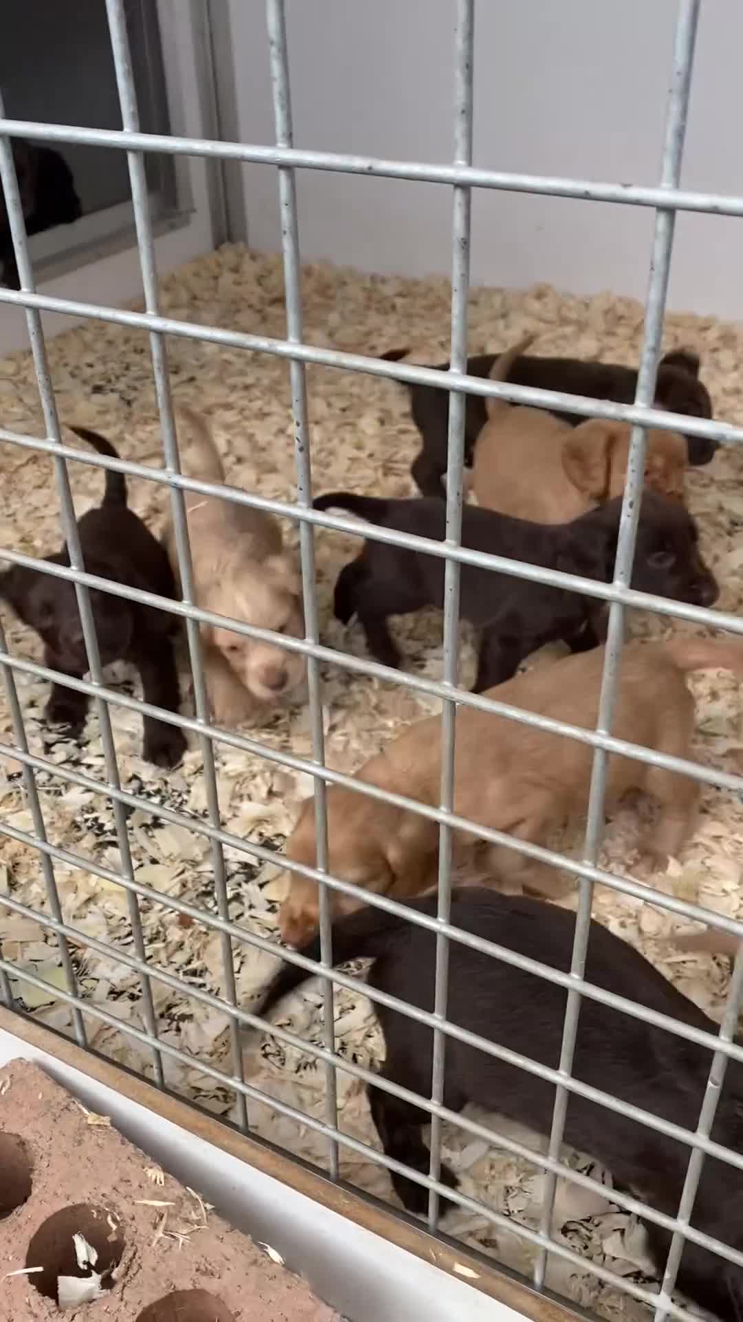 Cocker Spaniel dogs for stud: HEALTH TESTED WORKING COCKER AT STUD  in Haddington - Video 1