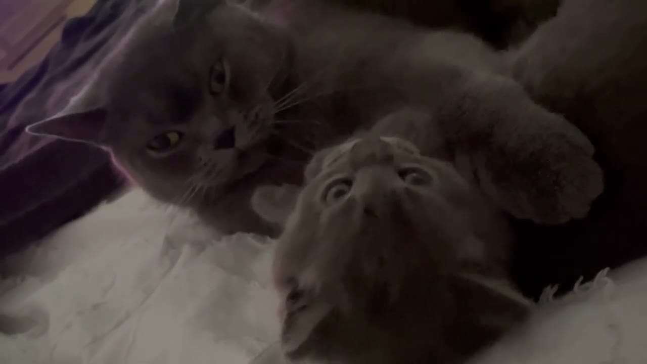 British Shorthair cats for sale: Rue and Romeo  - Video 1