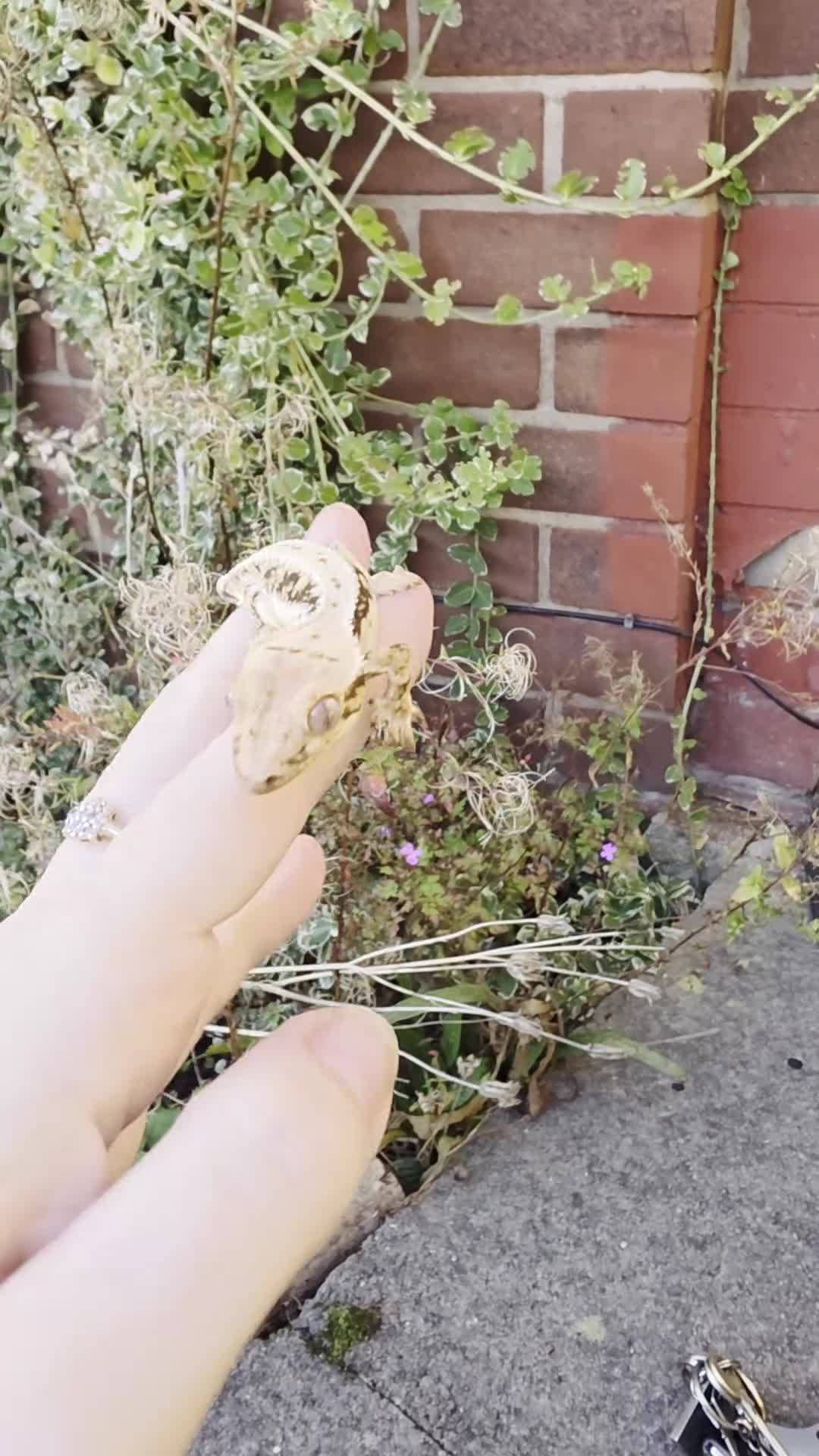 Gecko reptiles for sale: Crested geckos - Video 1