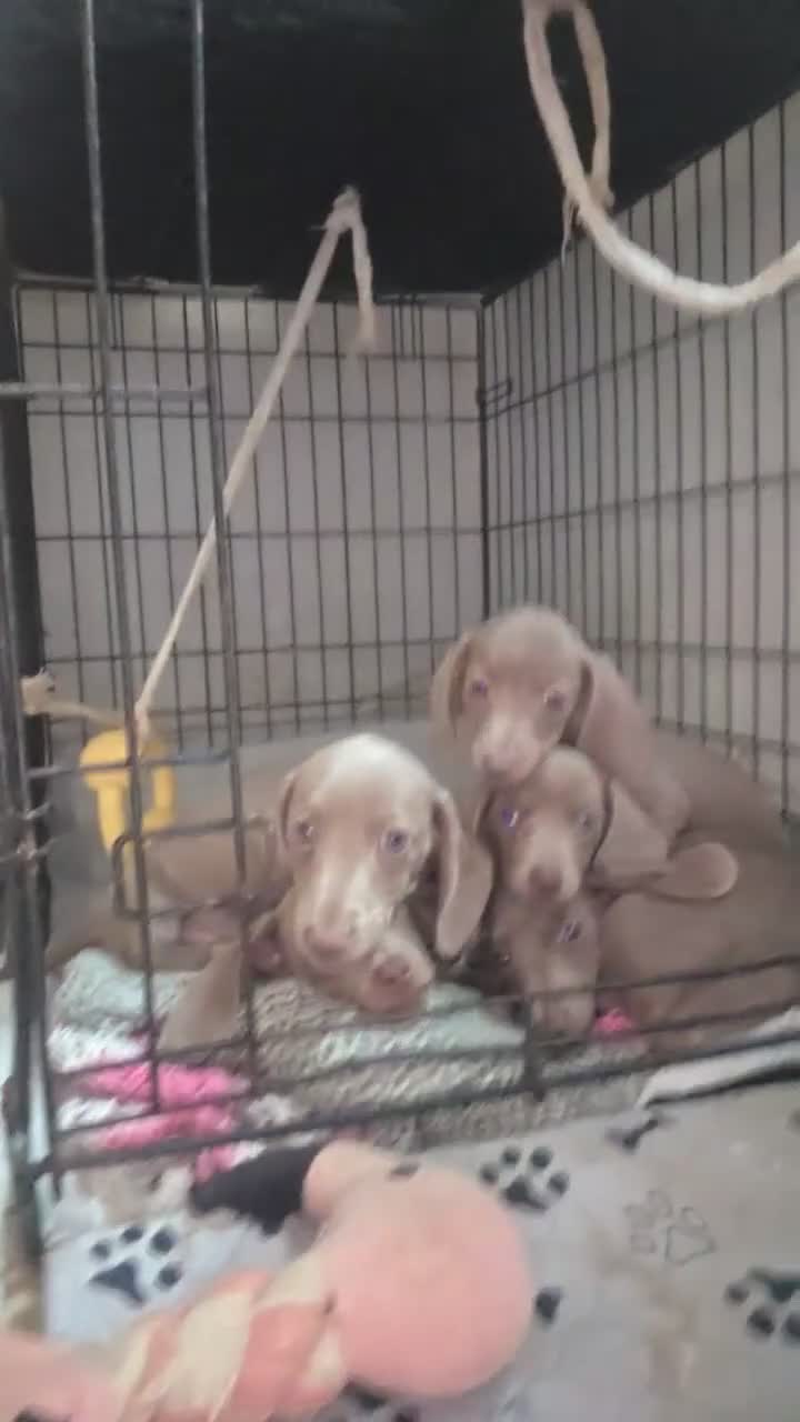 Miniature Dachshund dogs for sale: TRUE miniature dachsaund in Leicester - Video 3