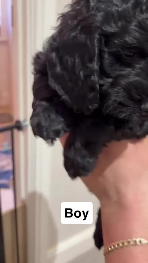 Cockapoo dogs for sale: Cockapoo puppies Both brown boys now sold  - Video 2