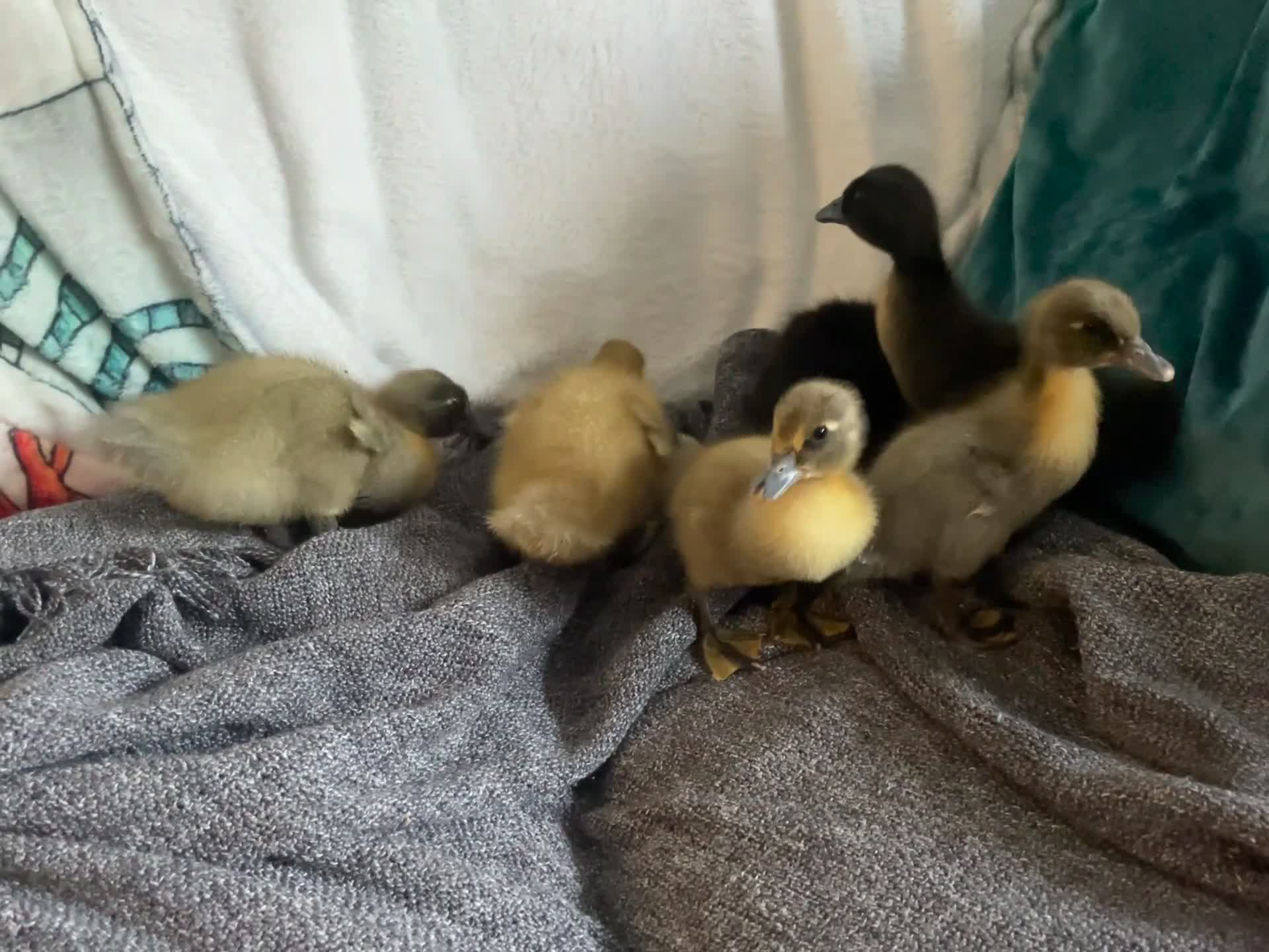 Ducks poultry for sale: Cayuga and runner duck cross  - Video 2