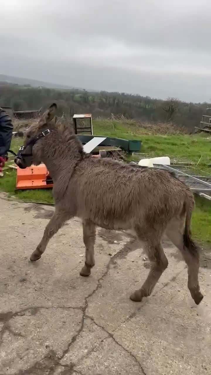 Donkey livestock for sale: Loving perfect marks 11.2hh 3yr intact male donkey - Video 1