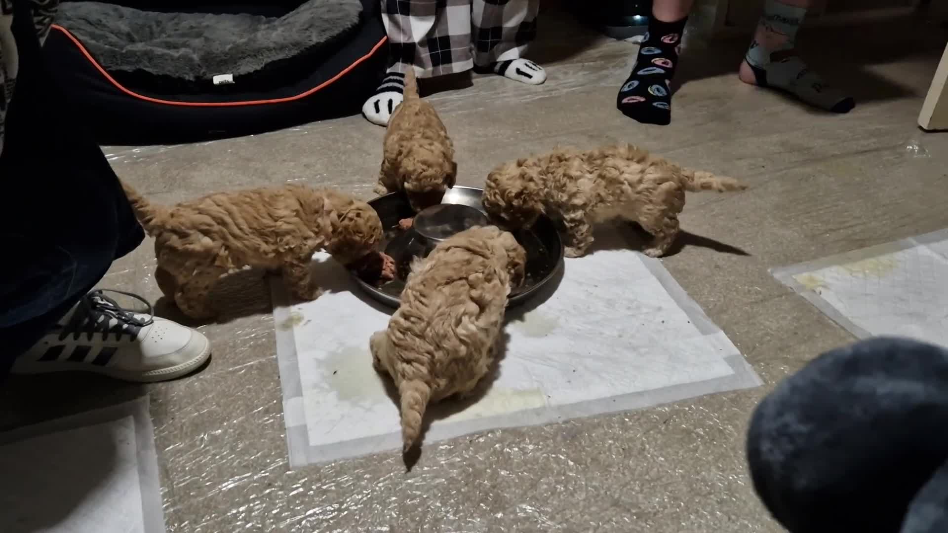 Poochon dogs for sale: Beautiful Poochon Puppies - Video 1