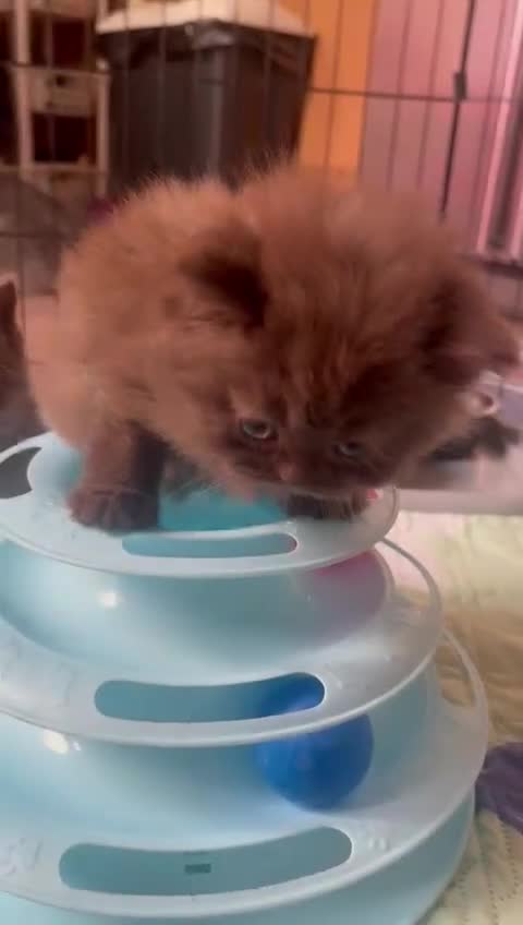 British Longhair cats for sale: Purebred Chocolate British longhair  kittens  - Video 1