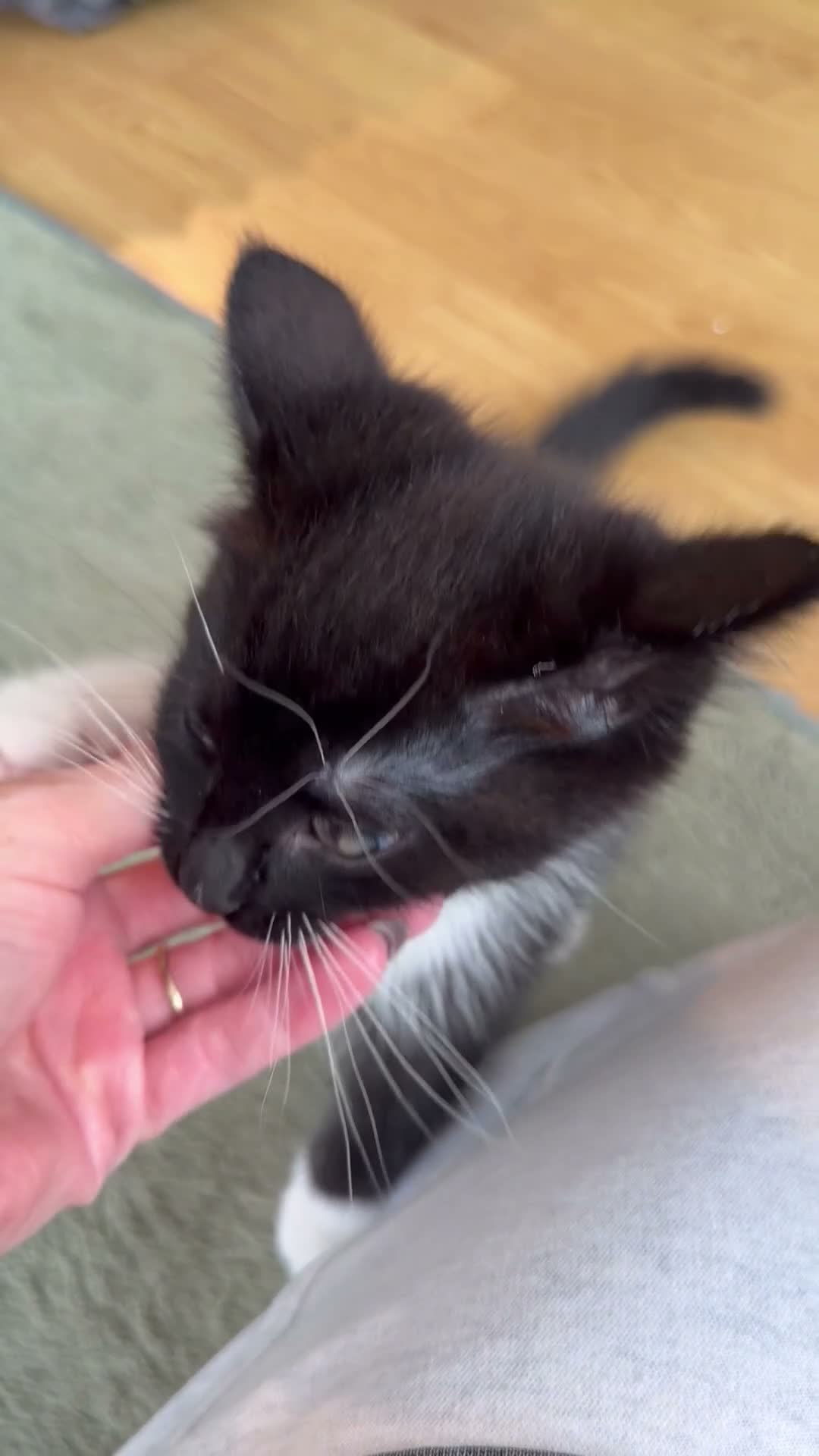 Mixed Breed cats for sale: Ragdoll mixed breed  - Video 1