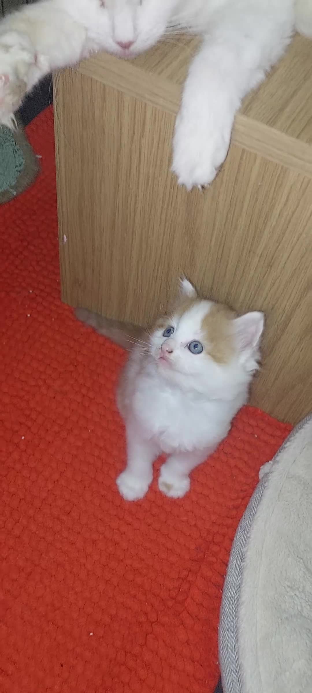 Mixed Breed cats for sale: 3 fluffy kittens - Video 4