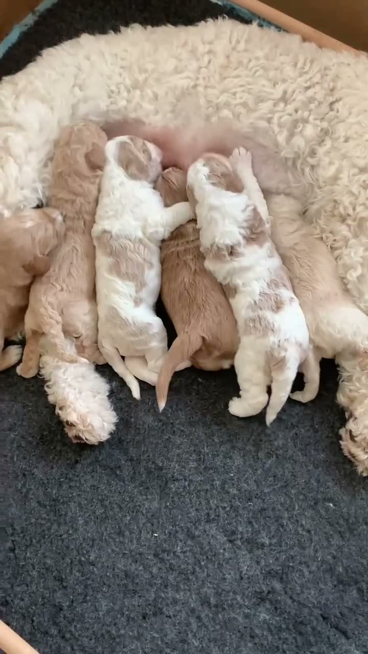 Goldendoodle dogs for sale: 🌟Premium Multi-Gen Doodle Puppies – Rare Colours  - Video 2
