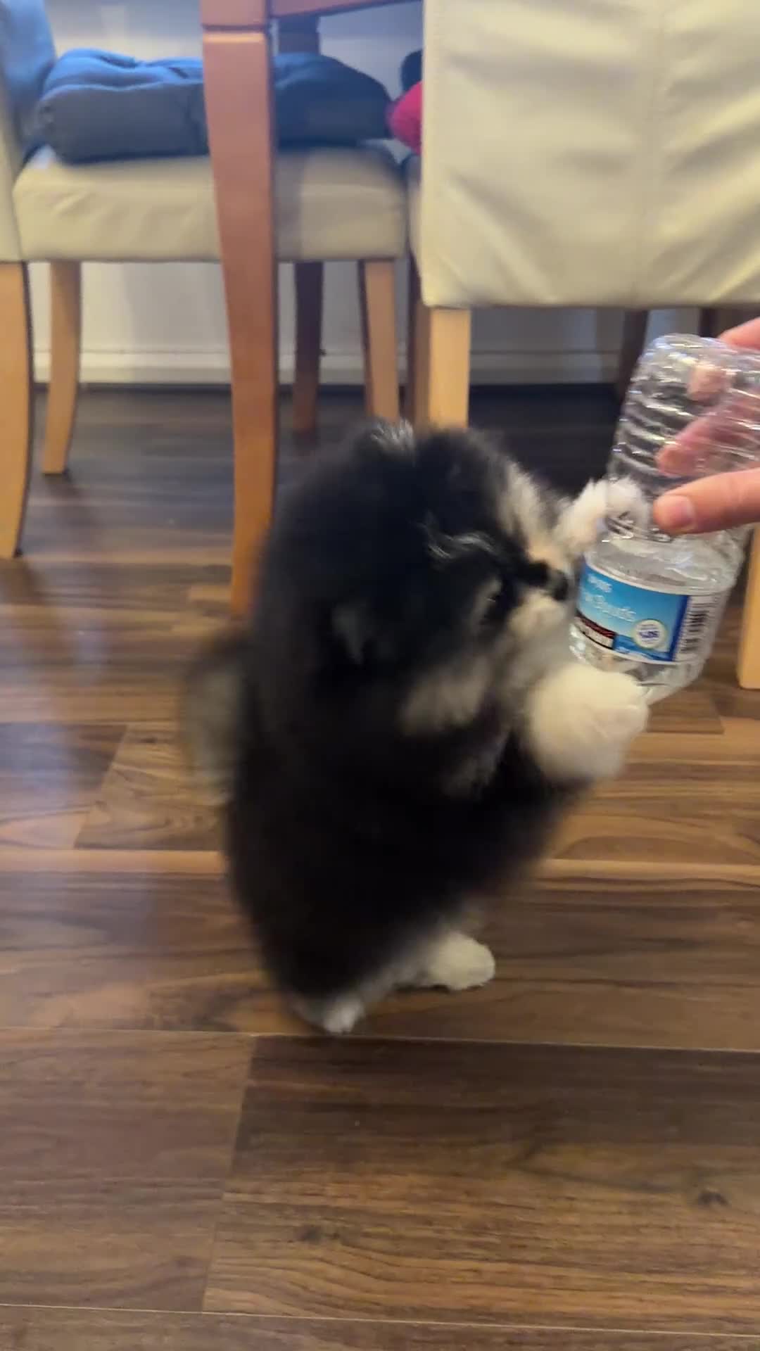 Pomeranian dogs for sale: Black &Tan Pomeranian puppy _Female - Video 1