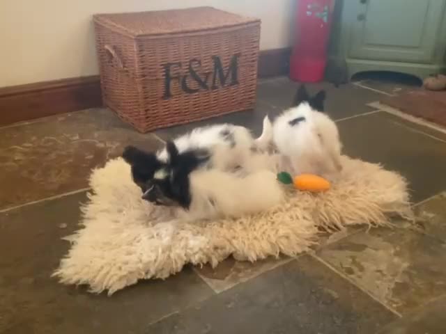 Papillon dogs for sale: Kennel Club registered Papillons - Video 1