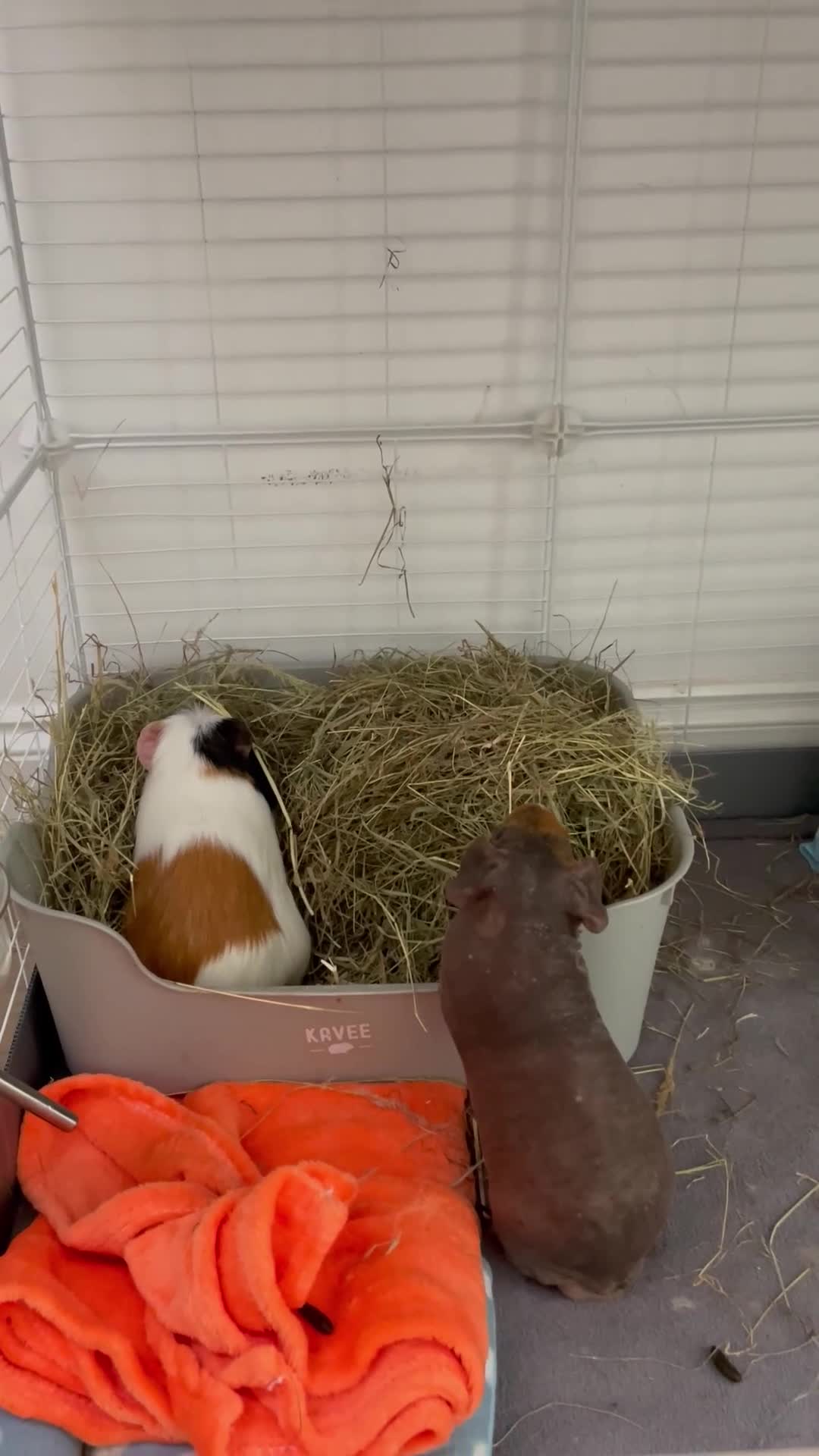 Guinea Pig rodents for sale: Skinny pigs and crested boars for sale (bonded) in Hereford - Video 3
