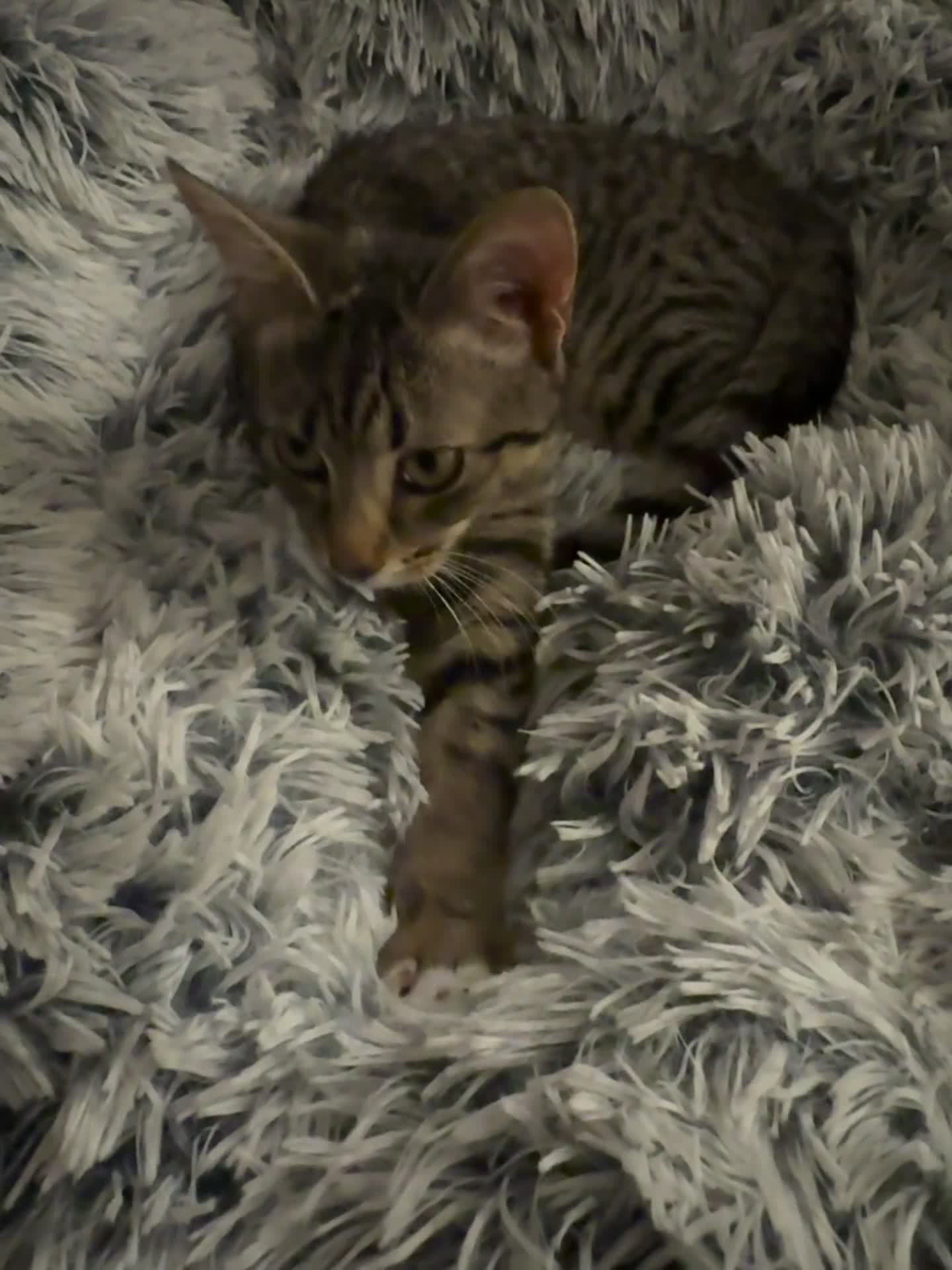 Domestic Shorthair cats for sale: Kitten for sale - Video 1