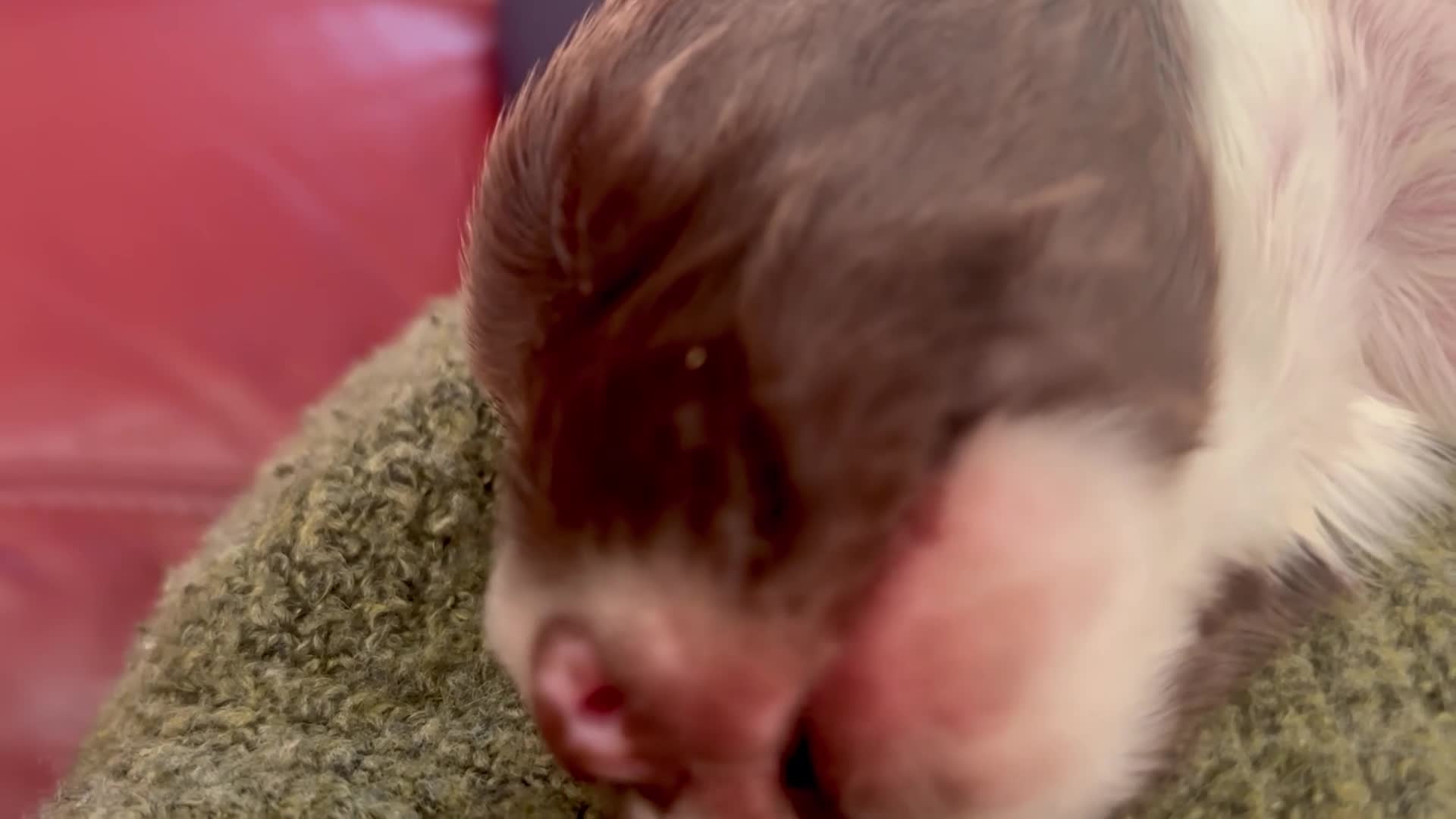 English Springer Spaniel dogs for sale: Fun whistle trained and crate clean by 8 weeks   - Video 2