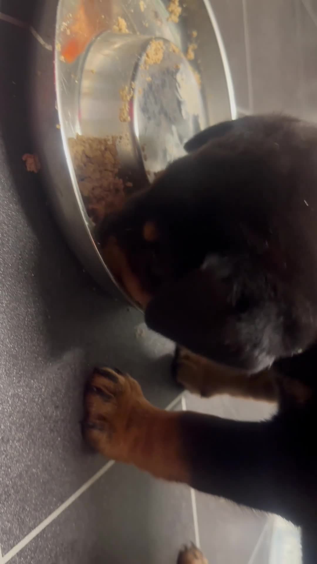 Rottweiler dogs for sale:  adorable Rottweiler puppy - Video 1