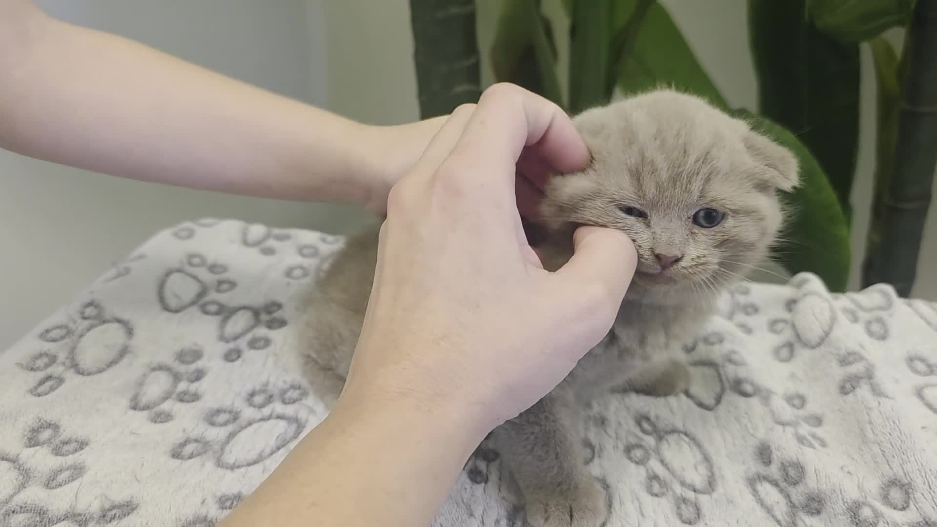 Mixed Breed cats for sale: Gorgeous blue Scottish Fold British Longhair Boy  - Video 1