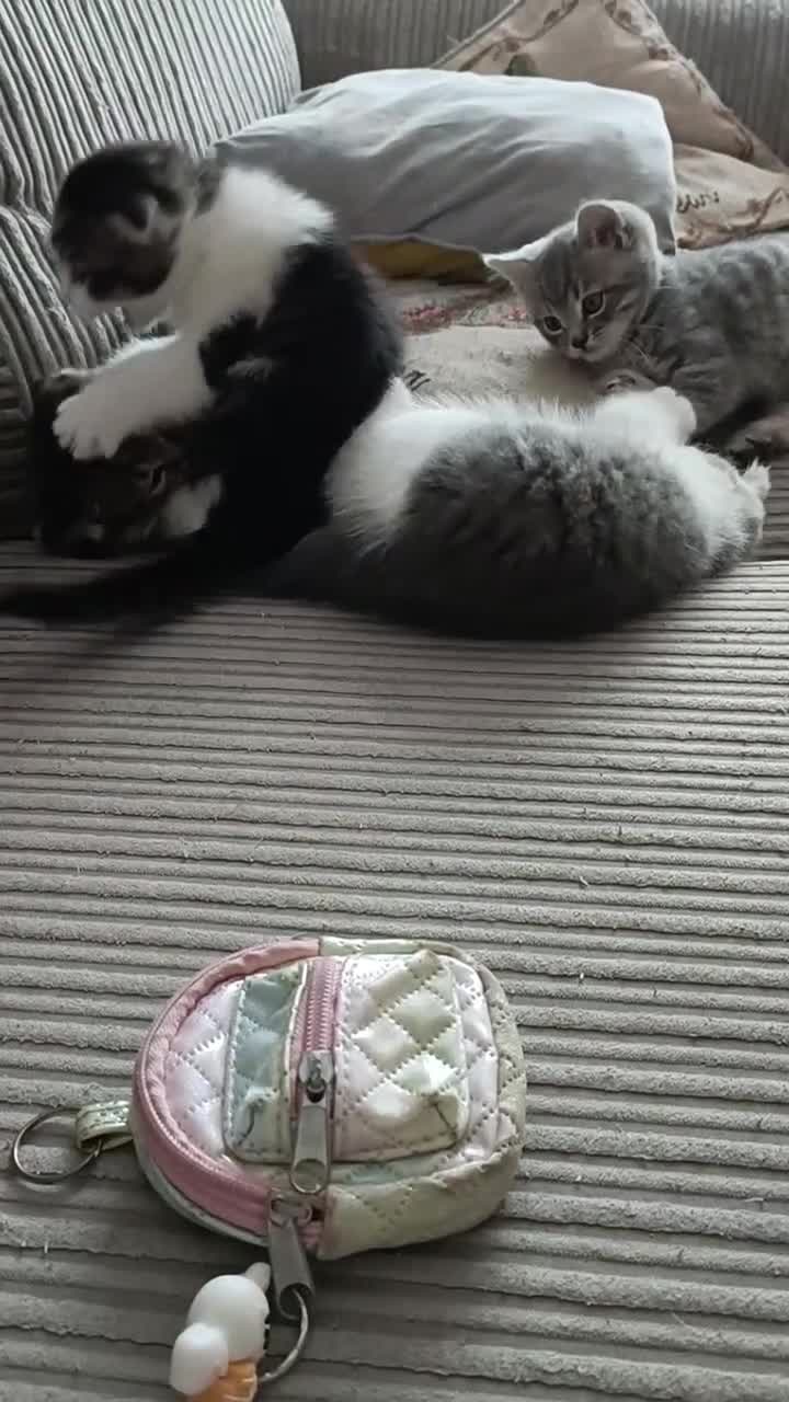 Scottish Fold cats for sale: 🥰Scottish fold kittens🐾💞🏡😍 - Video 2