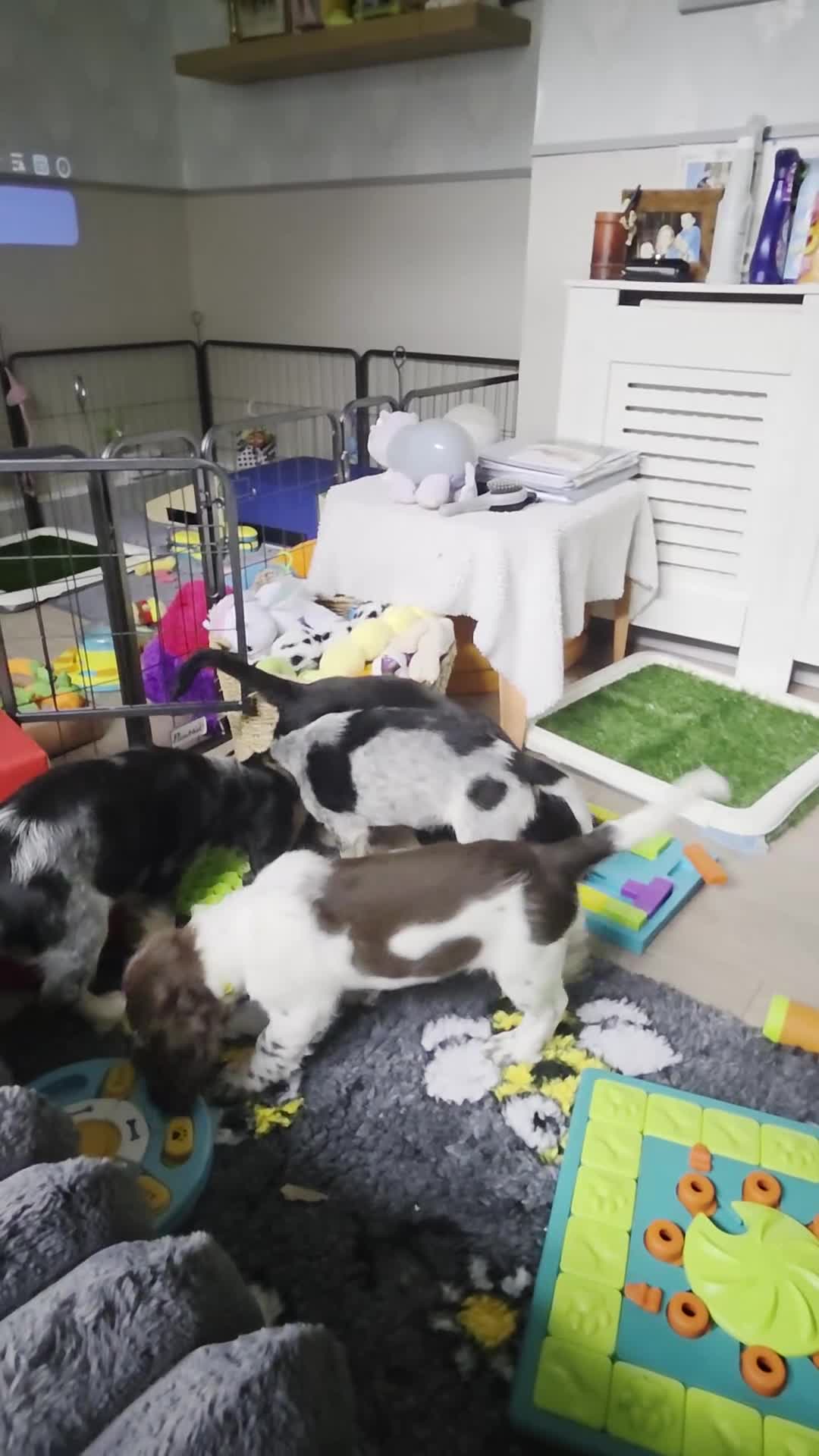 Cockapoo dogs for sale: COCKER SPANIEL 3 boys left. - Video 5