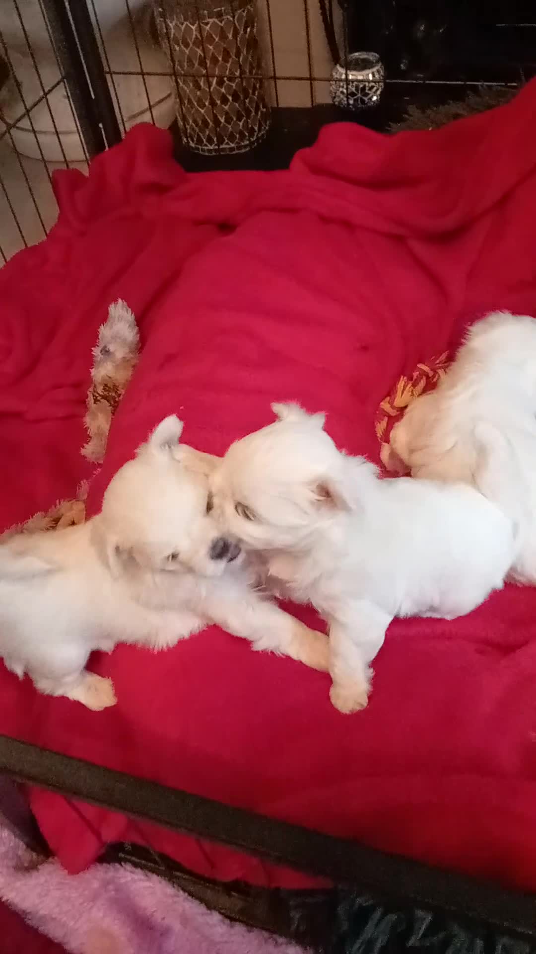 Maltese dogs for sale: 4 Miniature Maltese puppies for sale  - Video 2