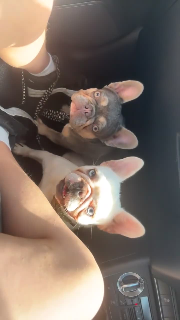 French Bulldog dogs for sale: Handsome French bulldog puppy for sale!!  - Video 2