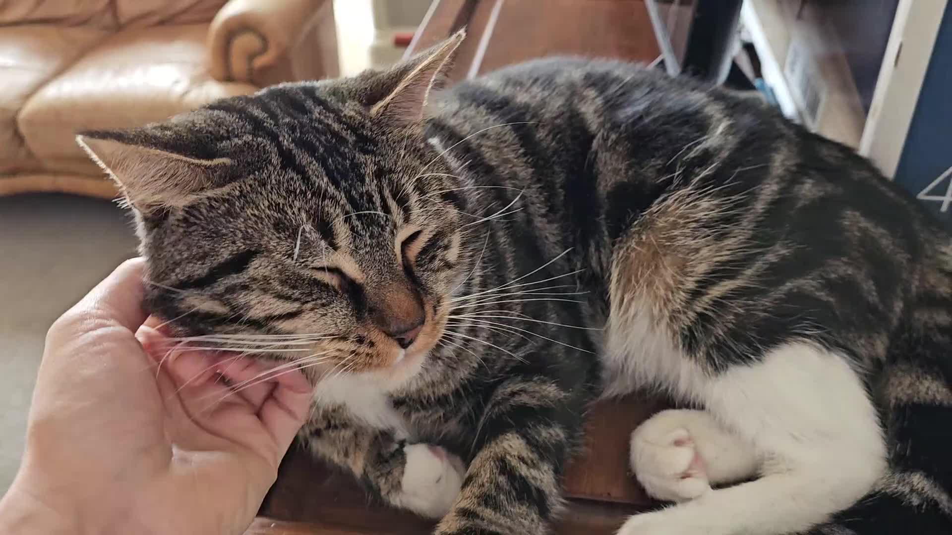 Mixed Breed cats for sale: Maine coon cross tabby - stunning fluffy kittens.. in Bridge of Weir - Video 2