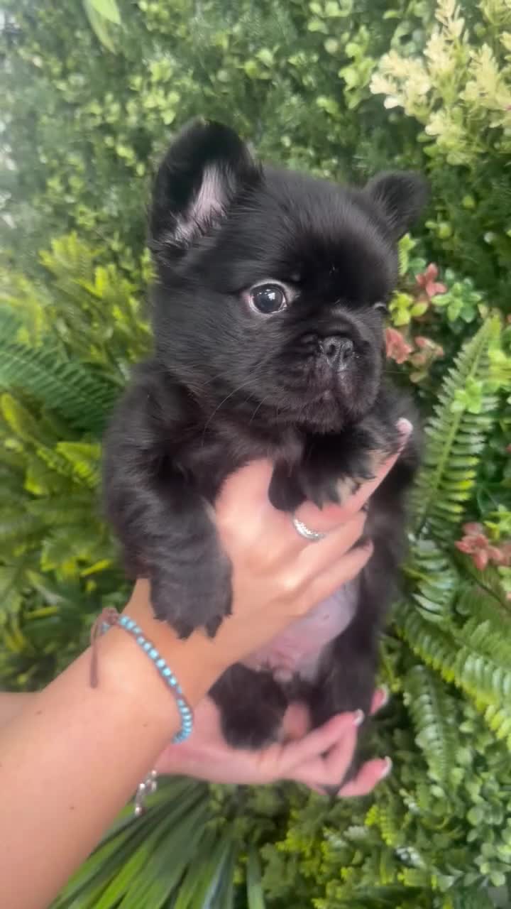 French Bulldog dogs for sale: The cutest fluffy frenchie  - Video 1