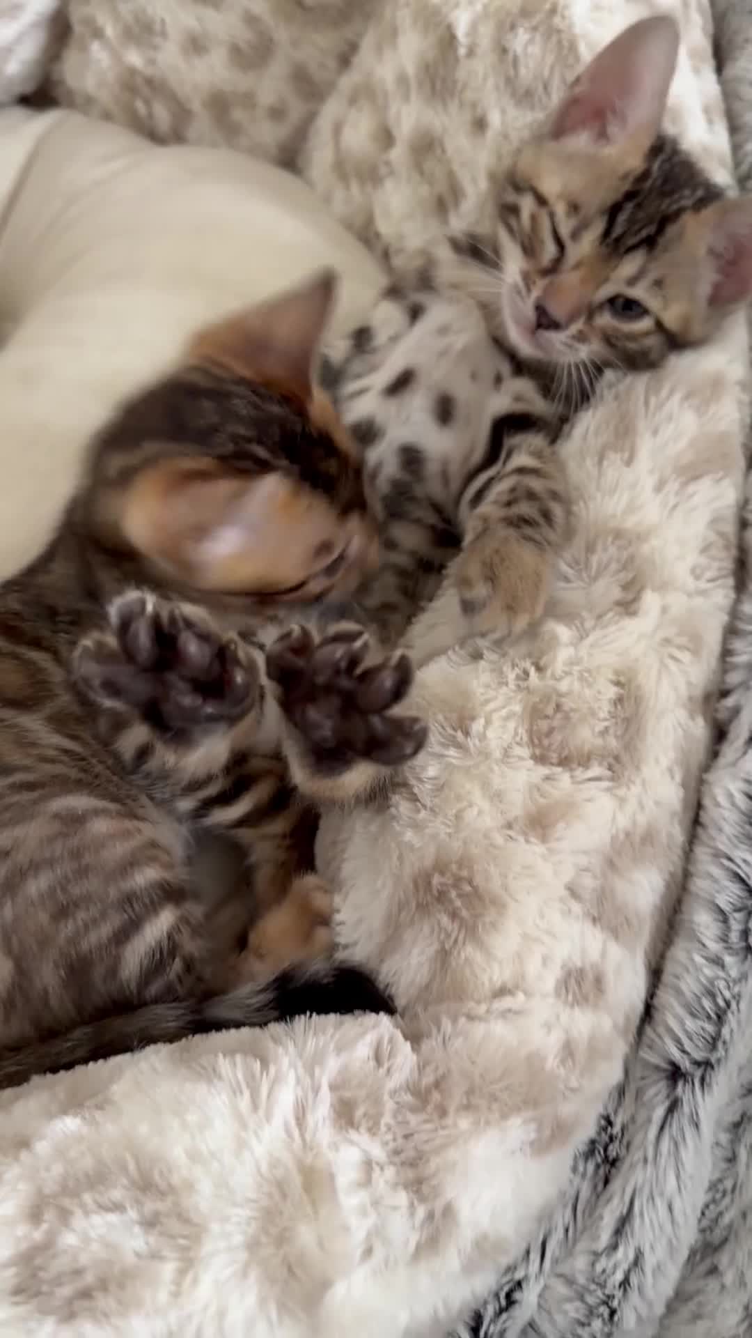 Bengal cats for sale: Bengals _Felis Bengalensis_ Pedigree TICA Kittens. - Video 1