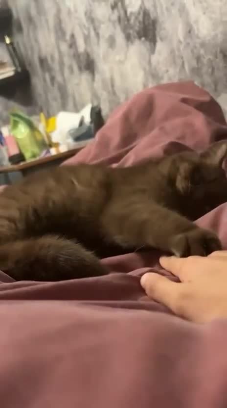 British Shorthair cats for sale: Adorable chocolate British shorthair kitten - Video 1