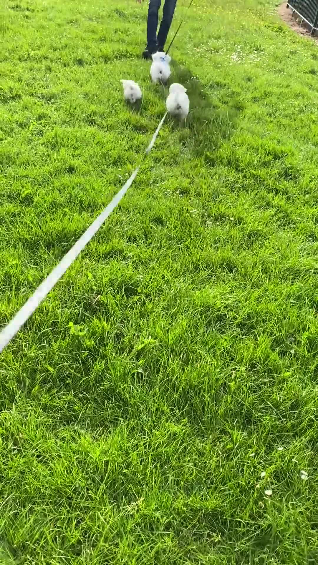 Mixed Breed dogs for sale: Mixed breed - Video 1