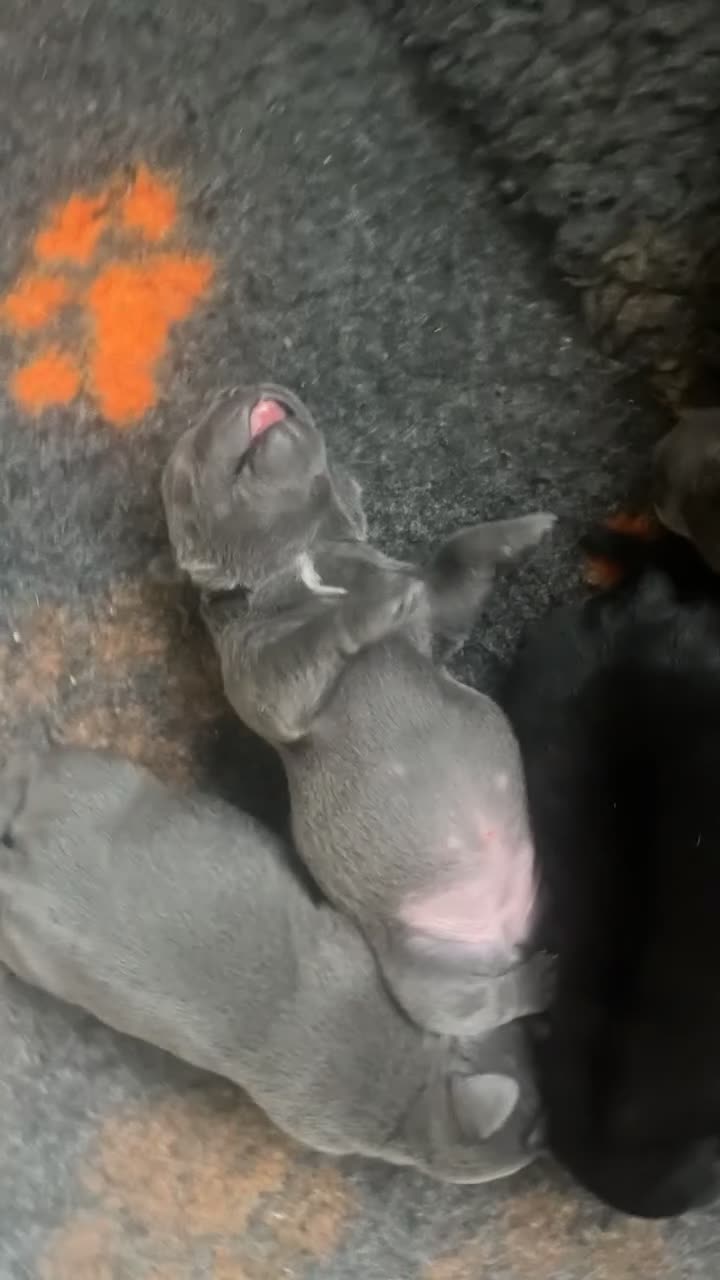 Staffordshire Bull Terrier dogs for sale: Beautiful Staffordshire Bull Terrier Pups - Video 1
