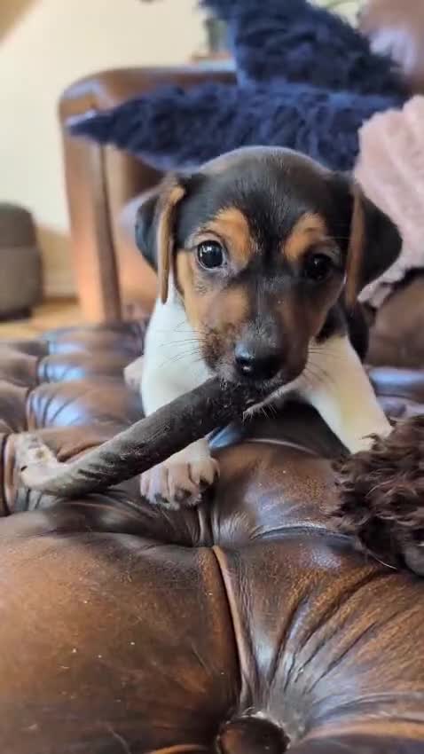 Jack Russell dogs for sale: Chunky Confident Terrier Pups for 5* Active Homes - Video 2