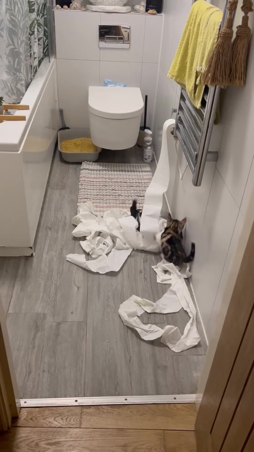 Mixed Breed cats for sale: Kittens has been finished their nursery  - Video 2