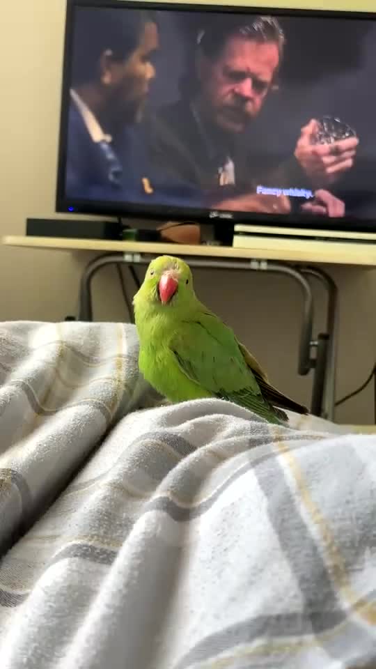 Ringnecks birds for sale: Beautiful Indian Ringneck - Video 2