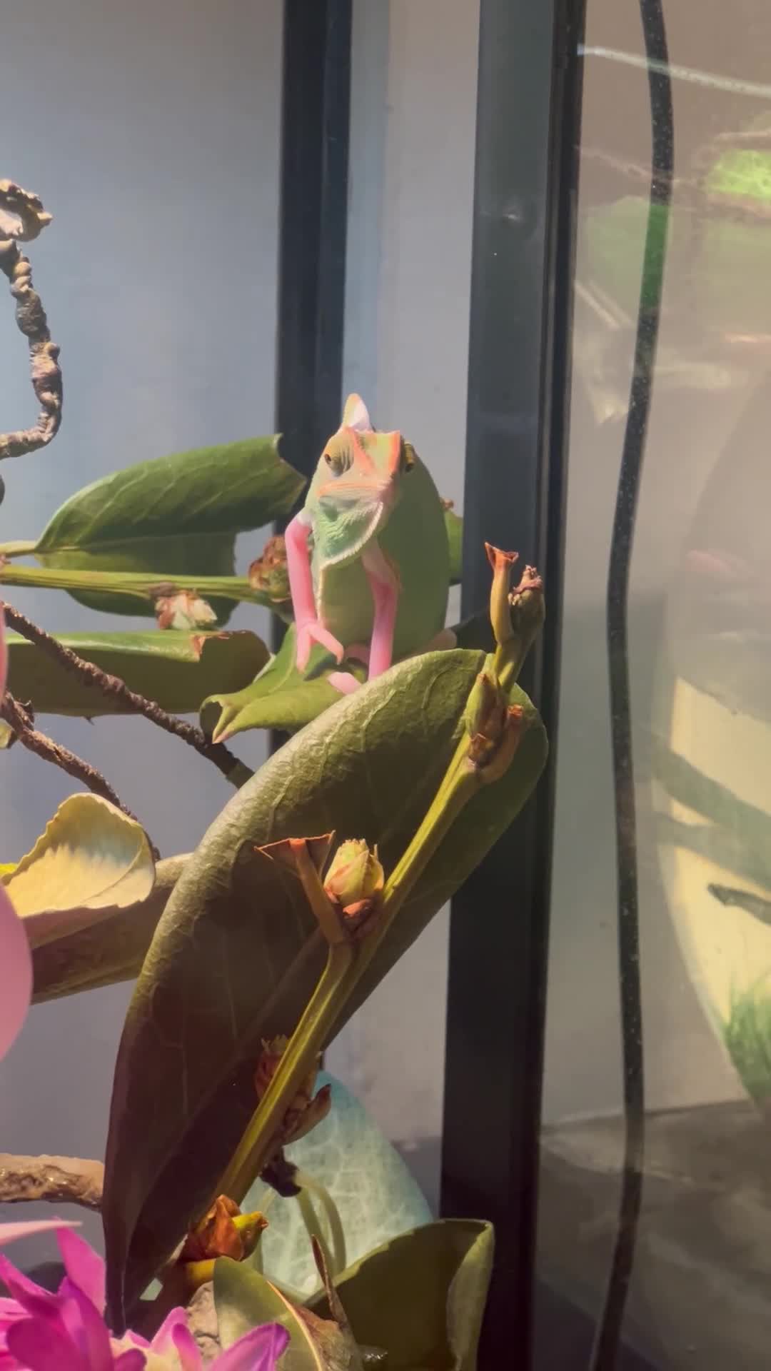 Chameleon reptiles for sale: Male veilled chameleon pied  - Video 1