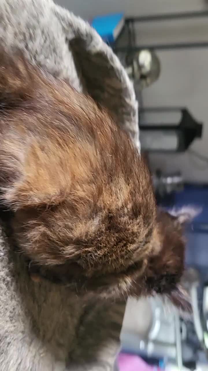 Mixed Breed cats for sale: Mixed breed kittens - Video 1