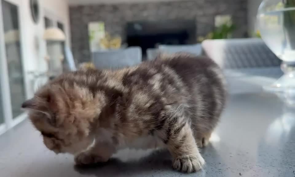British Shorthair cats for sale: Persian x British shorthair kittens for sale  in Birmingham - Video 2