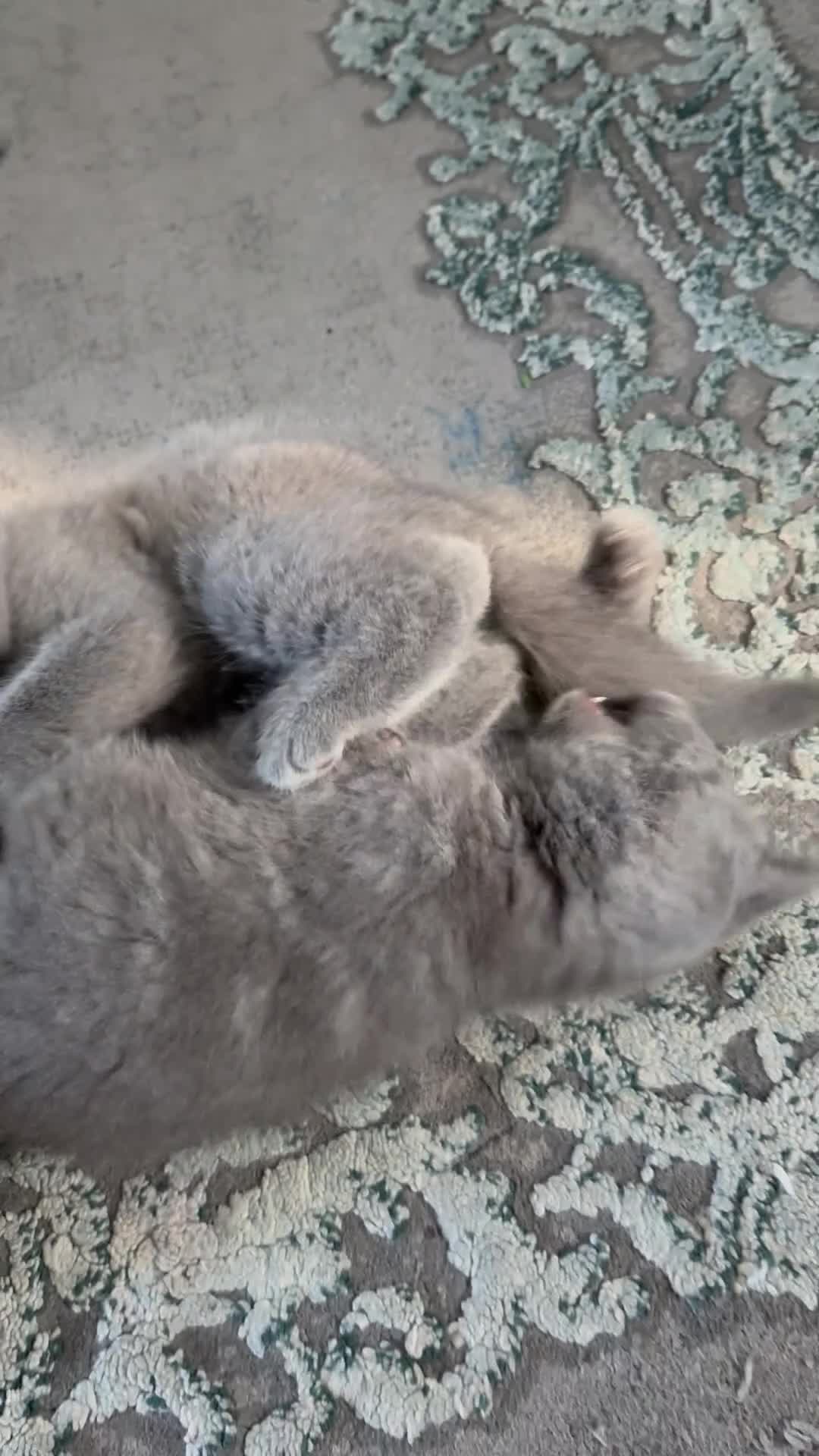 British Shorthair cats for sale: Half Bsh absolutely beautiful kittens - Video 2