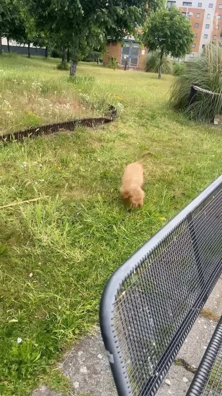 Cockapoo dogs for sale: Cockapoo Puppy – Loving Home Needed 🐶❤️ - Video 3