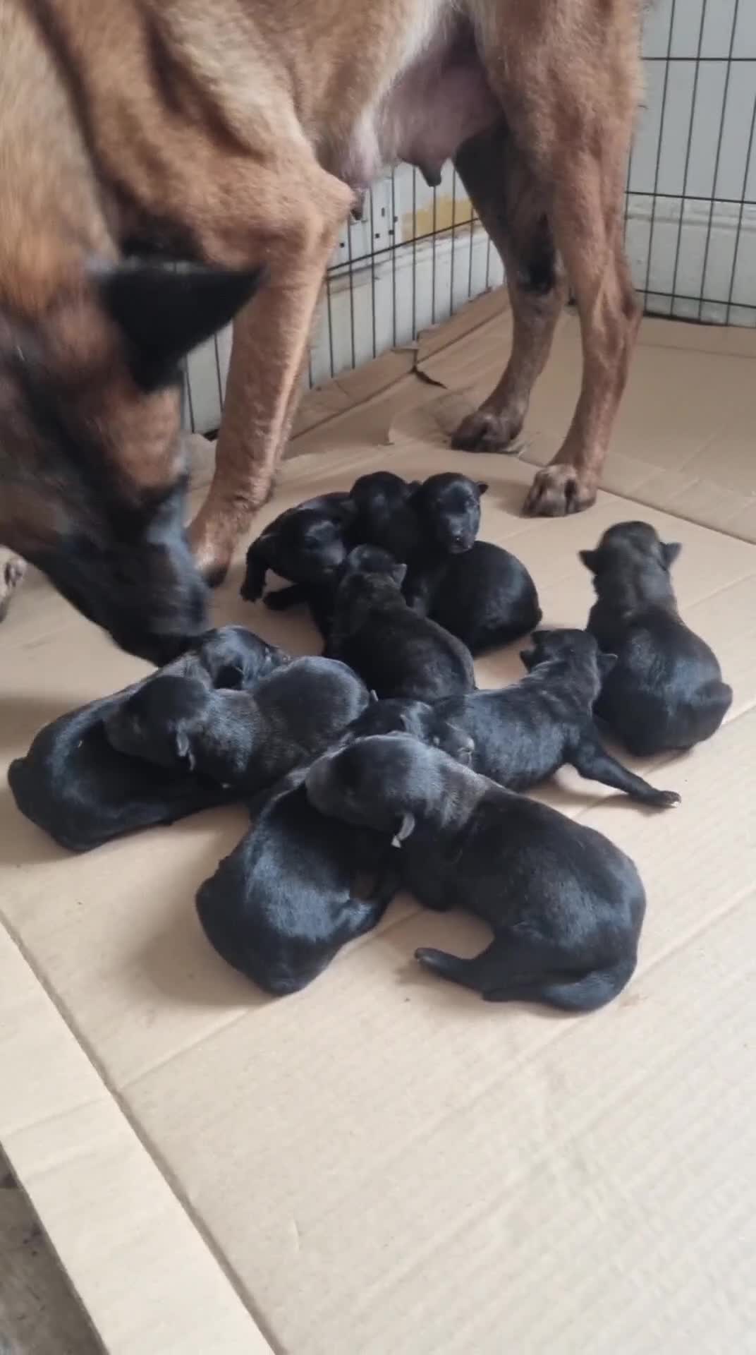 Belgian Shepherd Dog dogs for sale: Working Line Mali Pups. 5 males 2 female. - Video 1