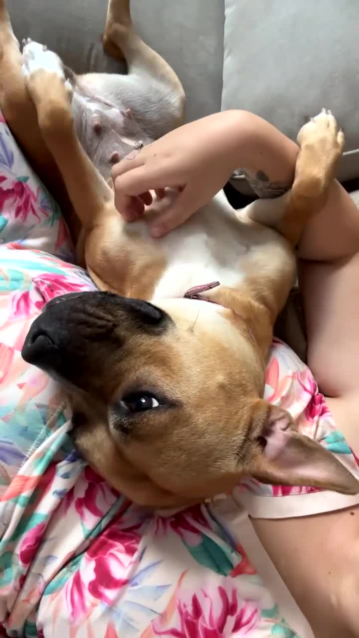 Staffordshire Bull Terrier dogs for sale: Staff pup - Video 1