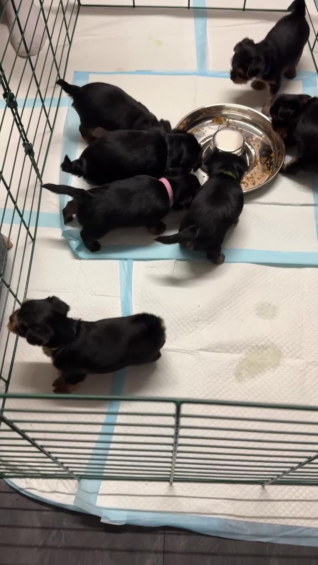 Yorkshire Terrier dogs for sale: Yorkshire Terrier Puppies Only 1 Boy Left !!!! - Video 2