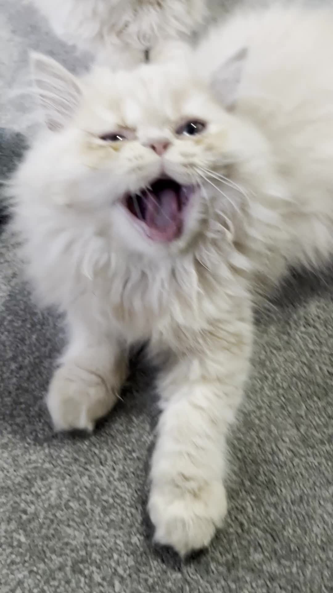 Persian cats for sale: 🐾 Persian Kittens for Sale 🐾 - Video 1