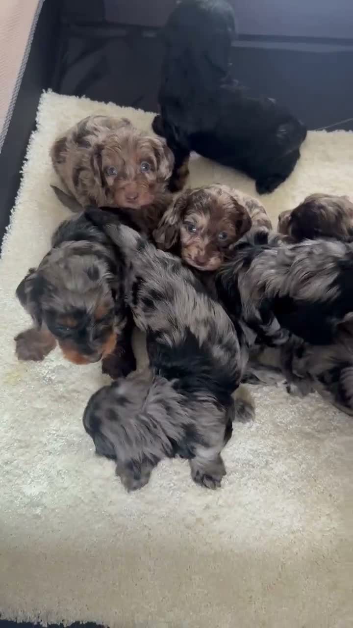 Cockapoo dogs for sale: F1 miniature cockapoos - Video 1