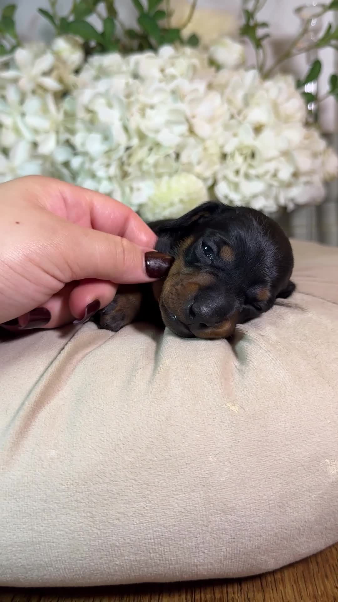 Miniature Dachshund dogs for sale: LAST 2 ON OFFER💕 KC REGISTERED/PRA CLEAR  - Video 1