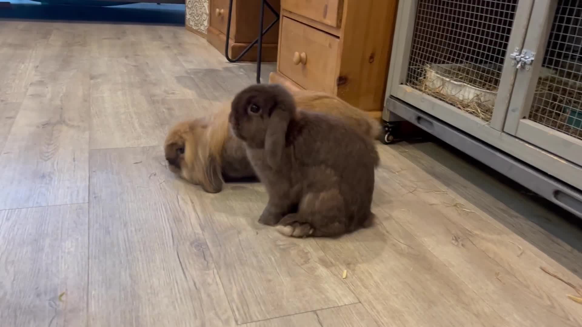 Mixed Breed rabbits for sale: 2 x Bonded Mini Lop X Lionhead Rabbits  - Video 1