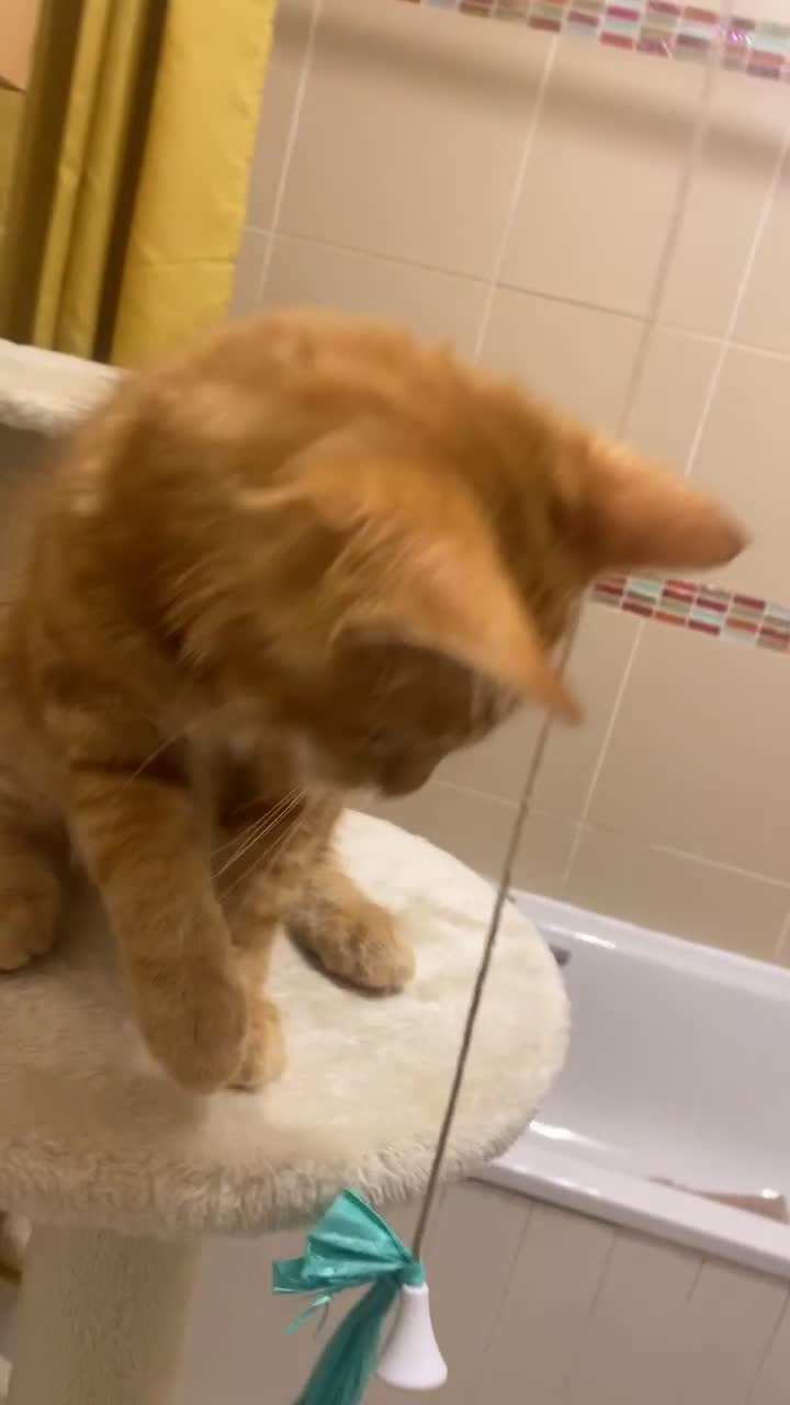 British Longhair cats for sale: Affectionate kittens ready for forever homes. - Video 2