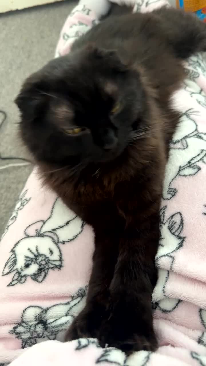 Scottish Fold cats for sale: Scottish fold kittens  - Video 2