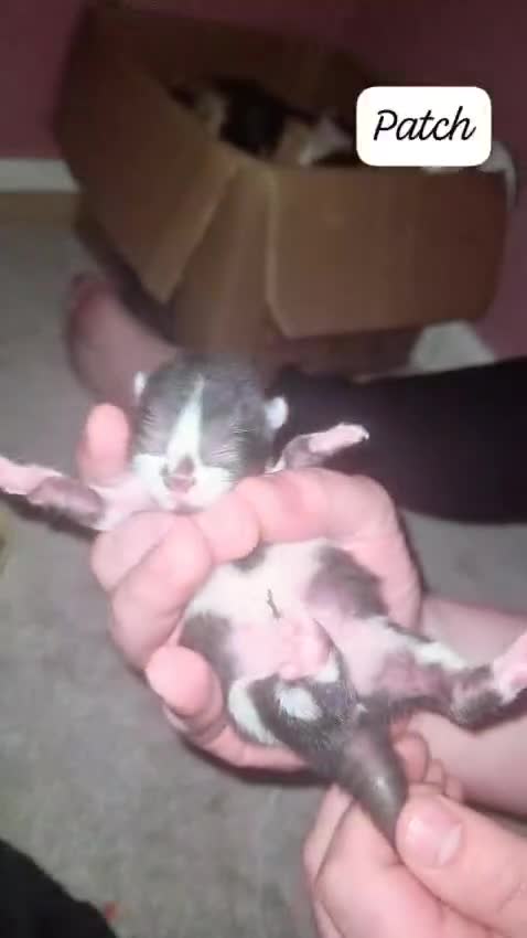 Mixed Breed cats for sale: 3 Male Kittens in Hull - Video 3